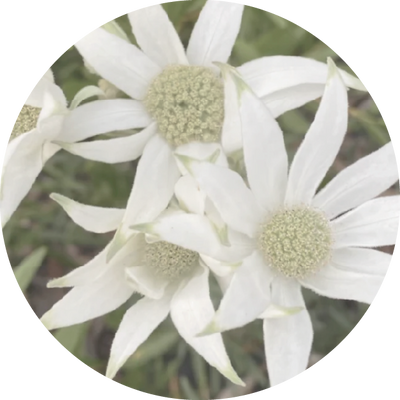 Flannel Flower