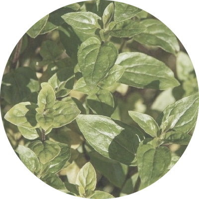 Native River Mint