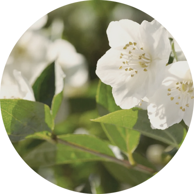 Jasmine Leaf Extract