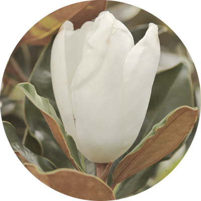 Magnolia Leaf Extract