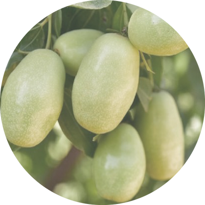 Jojoba Esters