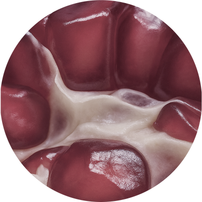 Cotton & Pomegranate Callus Cultures