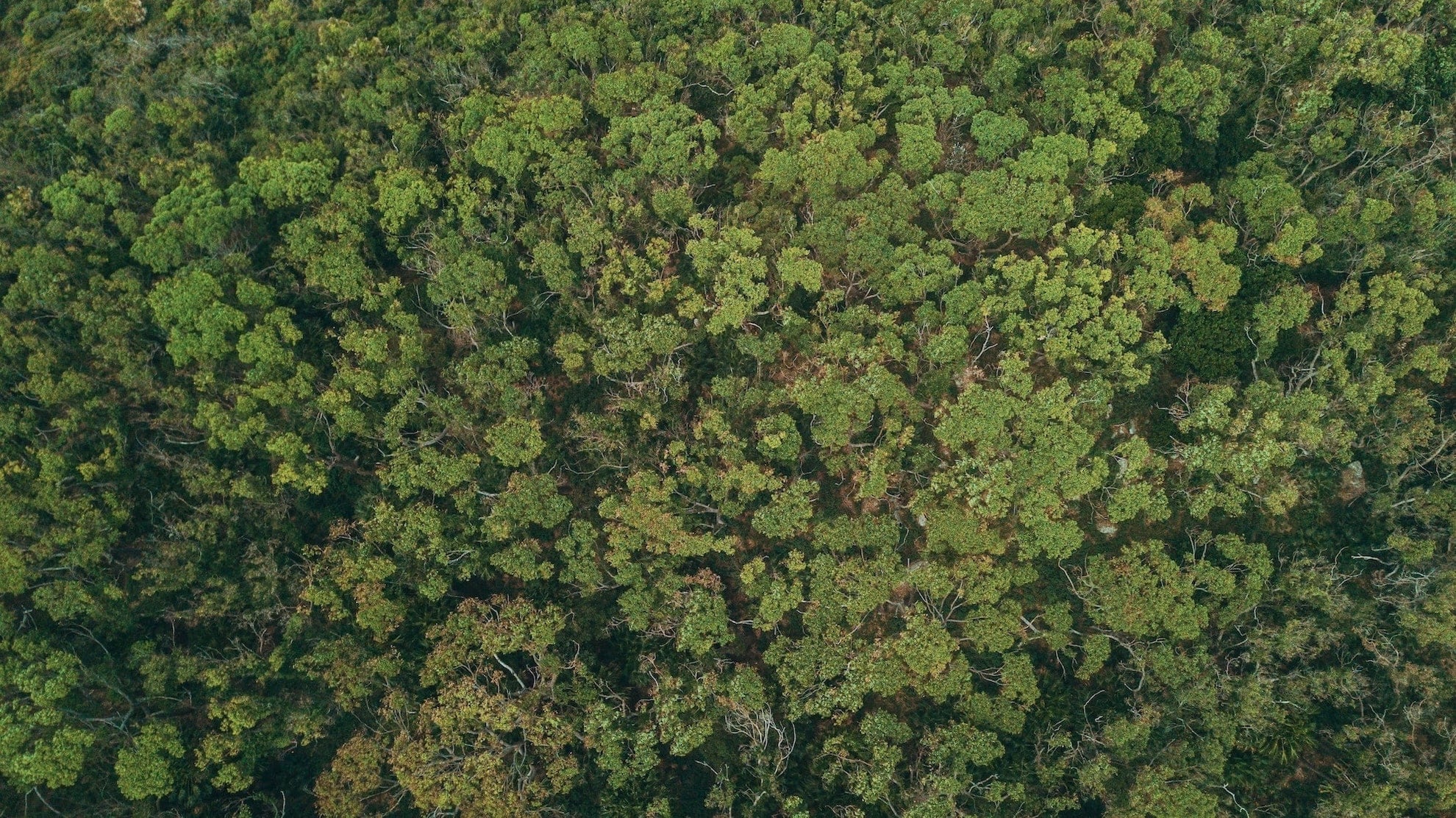 TreePlanting1.jpg